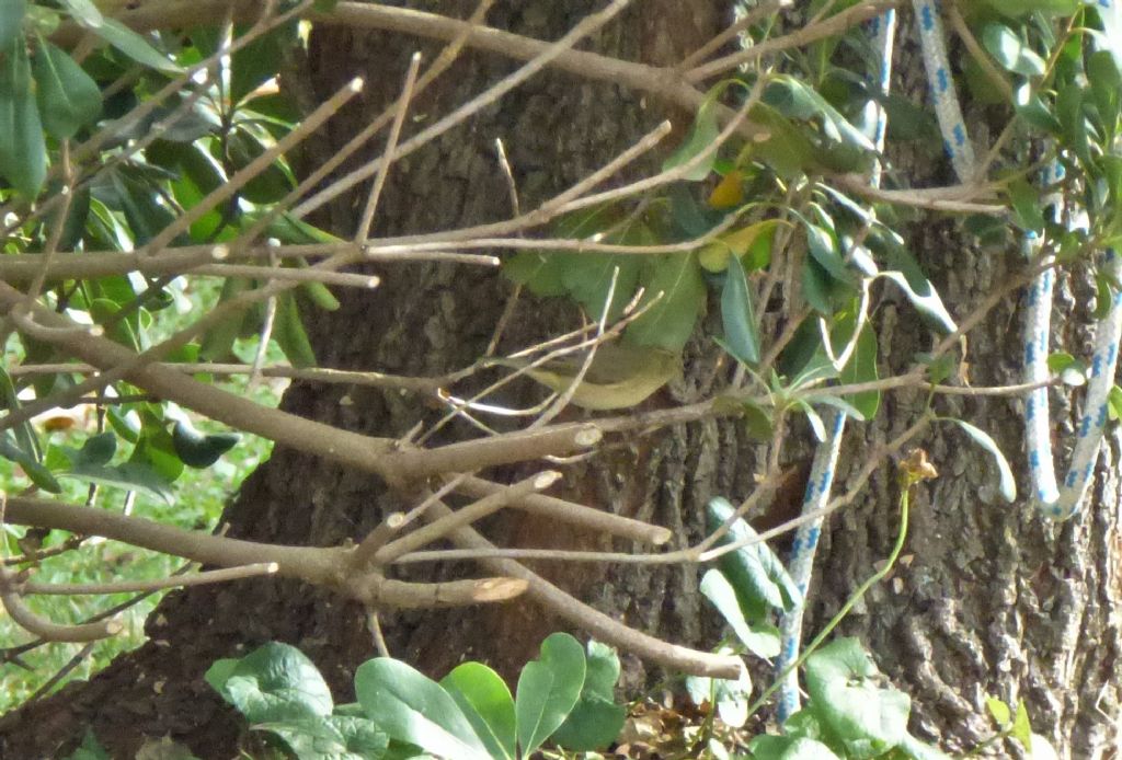 Lu da identificare: Lu piccolo (Phylloscopus collybita)